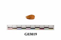 藏品(琥珀)的圖片